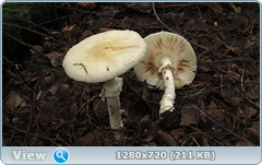 0_110282_601b6548_orig.png