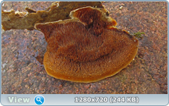 0_1158f1_53e3fa5_orig.png