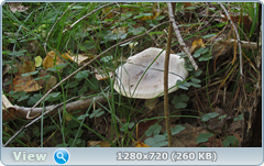 0_11332a_4ea60416_orig.png