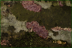 0_e44c3_76961c46_orig.png