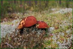 0_1291e1_c19ef27b_orig.jpg