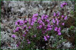 0_12926e_9d15c463_orig.jpg