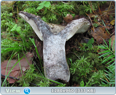 0_101811_f945032f_orig.png