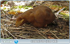 0_10651b_2f9cc403_orig.png