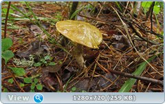 0_10dd46_32cff1af_orig.png