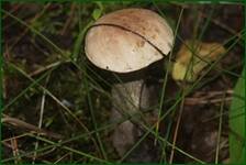 0_ea32c_8973f588_orig.jpg