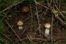 0_ea332_38c4284b_orig.jpg