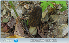 0_105627_fb8be86a_orig.png