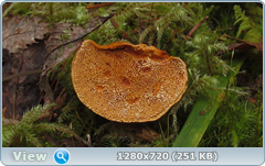 0_114c8f_f7bd659_orig.png