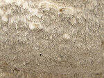 0_86295_41d56509_S.jpg