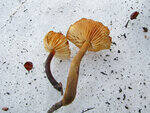 0_87180_948f4ca2_S.jpg