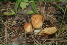 0_ea31c_2ef0252d_orig.jpg