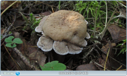 0_11b79d_39c5c54_orig.png