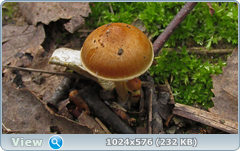 0_e7835_dc6028b1_orig.png