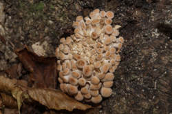 0_d8872_789746e_orig.png
