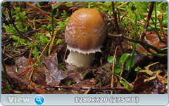 0_f017b_3b3f715f_orig.png