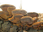 0_87227_4745fc87_S.jpg