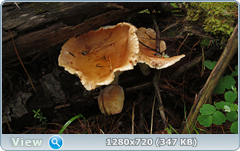 0_e95e6_54b0fe6f_orig.png