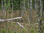 0_9148e_43260ca0_S.jpg