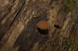 0_d894d_a14ad78_orig.png