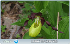0_10740d_6c6f764e_orig.png