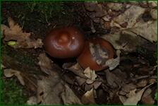 0_fc6eb_9e145d51_orig.jpg