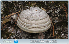 0_101ff6_a3631a40_orig.png