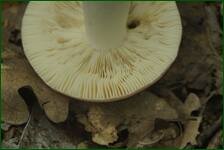 0_fc707_d188b860_orig.jpg