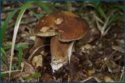 0_d2aaa_62513ee2_orig.jpg