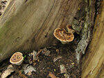 0_89e35_7e7295a0_S.jpg