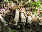 0_8c441_c78600cd_S.jpg