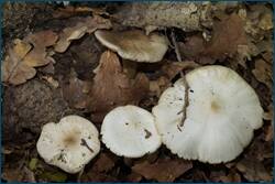 0_cea66_bb0522e0_orig.jpg