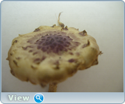 0_130978_6ab3ed27_orig.png