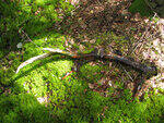 0_93309_27eef636_S.jpg