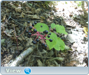 0_130bb7_da029302_orig.png