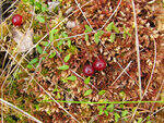 0_914bc_41a8b181_S.jpg