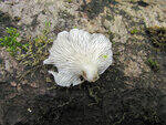 0_8bb8b_93d50eb4_S.jpg