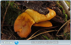 0_f4f91_48e63f0e_orig.png
