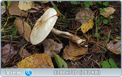 0_f1629_a044f645_orig.png
