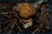 0_d29f8_84e692c5_orig.jpg