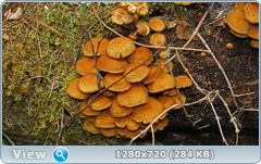 0_e9614_1a271c22_orig.png