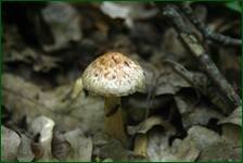 0_fc637_a194ae57_orig.jpg