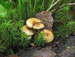 0_8cbea_718aa06e_S.jpg