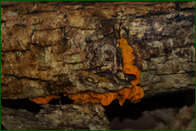 0_e00e1_1bca5887_orig.png