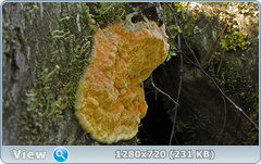0_fc26d_3dbafe7a_orig.png