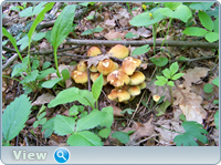 0_102bb0_73fddcc8_orig.png