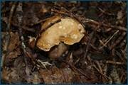 0_d29fe_85b74a01_orig.jpg