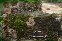 0_e0027_79e6a528_orig.png