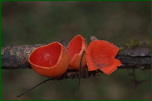 0_e0a45_9680d470_orig.png
