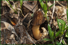 0_e1d90_79889546_orig.png